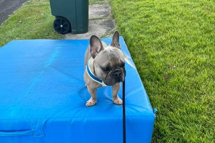 Un Frenchton sur un grand matelas et qui est tenu en laisse 