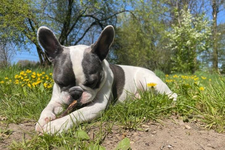 Un Frenchton allongé sur une surface gazonnée 