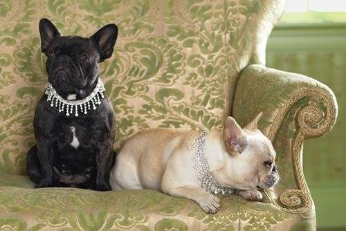 Deux Frenchton sur un fauteuil et portant tous deux un collier autour du cou