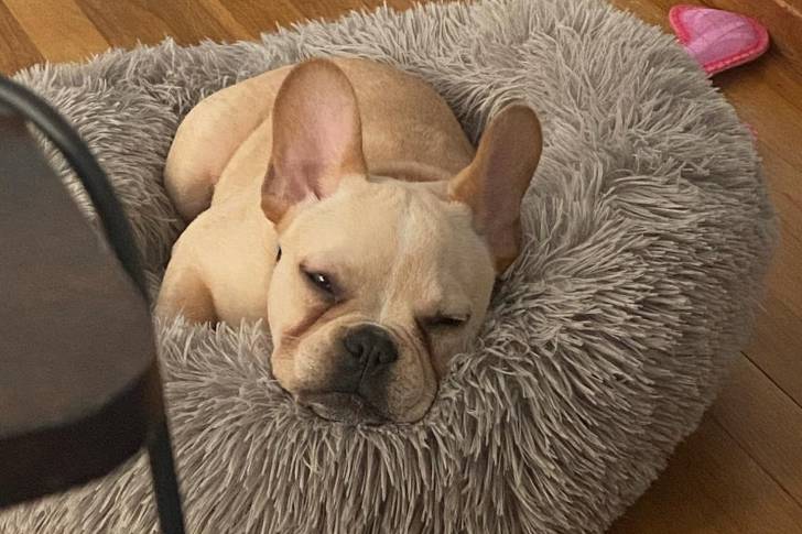 Un Frenchton allongé dans un panier et regardant vers la caméra 