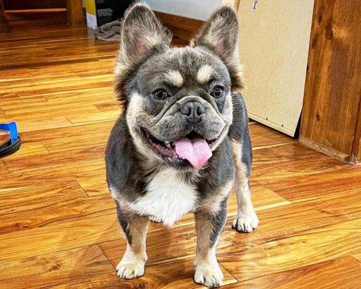 Un Frenchton sur un plancher et tirant la langue 