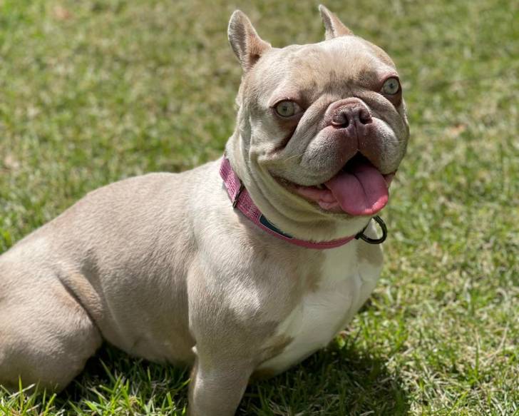 Un Frenchton assis sur un terrain herbeux et portant un collier autour du cou
