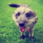 Un chien au regard joueur, photographié en gros plan et debout sur un champ d’herbe vert vif.