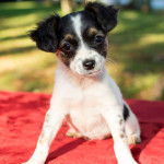 Un Ratshi Terrier assis sur un tas rouge face à la caméra