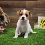 Un Ratshi Terrier assis sur une pelouse verte