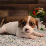 Un Rtashi Terrier allongé sur un tissu