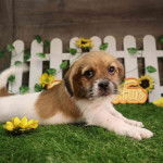 Un Ratshi Terrier allongé sur un terrain couvert d'herbe verte