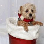 Un Ratshi Terrier  assis dans un grand pot rouge et blanc