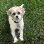 Un Ratshi Terrier  principalement blanc avec des taches noires et brunes assis sur une pelouse verte