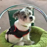 Un Ratshi Terrier assis dans un panier vert attaché à une chaise.