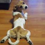 Un Ratshi Terrier allongé sur un sol en bois