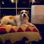 Un Ratshi Terrier allongé sur un coussin