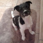 Un Ratshi Terrier debout sur un tapis de bain