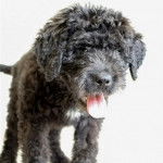 Un Schmoodle noir debout à quatre pattes sur un fond blanc