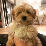 Un Schmoodle brun clair heureux qui regarde directement la caméra et semble enjoué