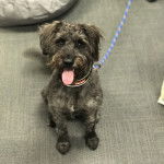 Photo montrant un Schmoodle tirant la langue et portant un collier et une laisse bleue au cou 