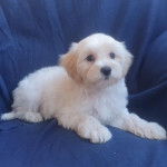 Un Schmoodle de fourrure blanche duveteuse assis sur une couverture bleue et regardant la caméra