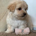 Un Schmoodle de pelage blanc assis sur un tapis en face d'un mur et non loin d'un noeud 