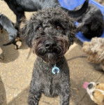 Photo montrant un Schmoodle noir sur ses deux pattes arrières portant un collier et fixant la caméra