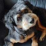 Photo montrant un Schmoodle aux yeux noirs assis sur un canapé bleu clair 