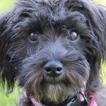 Photo  montrant un Schmoodle noir fixant la caméra et portant un collier au cou