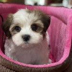 Un Schmoodle assis assis dans un lit pour chien rose moelleux et a l'air détendu 