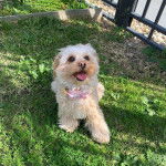 Un Schmoodle assis sur une surface herbacée et portant un collier rose au cou