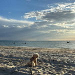 Un Schmoodle de pelage beige assis sur du sable fin en face de la mer et tenue par une laisse