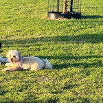 Photo montrant un Schmoodle de pelage blanc allongé sur une surface herbacée il a l'air joyeux