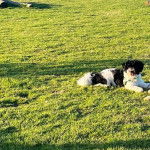 Photo montrant un Schmoodle de pelage blanc et noir allongé sur une surface herbacée il a l'air joueur