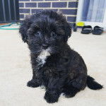 Un Schmoodle aux yeux noirs assis sur un sol gris tout en fixant la caméra