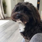 Photo montrant un Schmoodle de pelage marron et blanc il a l'air surpris tout en fixant la caméra