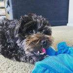 Un Schmoodle aux yeux noirs  allongé sur un tapis confortable et mâche un animal en peluche bleu 