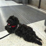 Photo montrant un Schmoodle noir assis sol en bois clair et ayant sa langue hors de sa gueule 