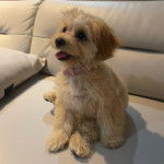 Un Schmoodle aux yeux noirs assis sur un canapé gris et ayant sa langue hors de sa gueule 