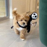 Un Schmoodle de pelage marron et blanc portant une peluche de faucheur et a l'air heureux et joueur