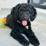 Un Schmoodle aux yeux noirs tirant la langue hors de sa gueule et portant un collier autour du cou