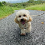 Un Schmoodle de pelage blanc marron marchant sur une route  et tenu par une laisse et qui  semble joyeux  