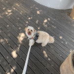 Un Schmoodle tenu par une laisse et marchant sur un sol en bois il fixe la caméra et semble heureux