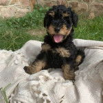 Un Schmoodle assis sur un tapis et sur ses pattes arrières fixant la caméra et sortant la langue