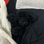 Un Schmoodle noir allongé sur le dos et qui semble joueur