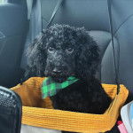 Un Schmoodle de pelage noir assis et portant un bandana à carreaux au cou