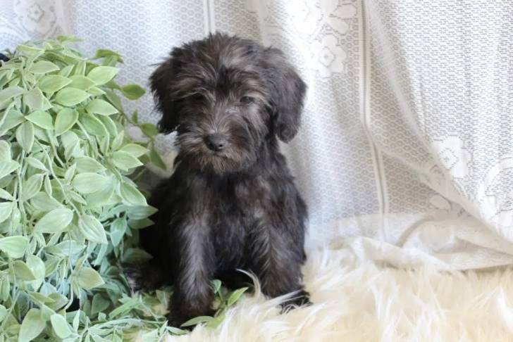 Un Schmoodle assis et semblant triste et affamé.