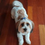  Un Schweenie couleur blanche et brune, avec des poils mi-longs