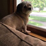 Un Schweenie de couleur claire assis sur le rebord d’une fenêtre