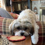 Un Schweenie brun allongé sur un canapé