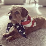 Un Schweenie de pelage marron allongé sure un tapis et porte un bandana au cou