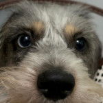 Photo montrant un Schweenie de pelage blanc et marron regardant la caméra