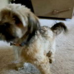 Un Schweenie de pelage blanc debout sur un tapis et semble joueur