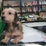 Un Schweenie de pelage blanc et marron assis sur une plaque en fer et semble détendu